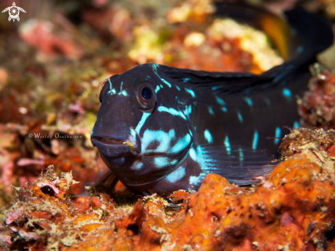 A Black Combtooth Blenny