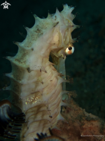 A Hippocampus histrix | Spiny Sea Horse