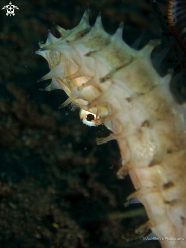 A Spiny Sea Horse