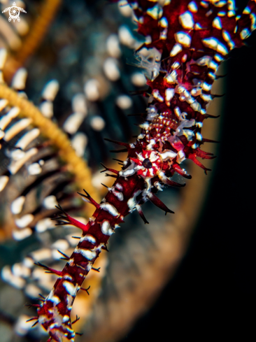 A Solenostomus paradoxus | Ornate Ghost Pipefish