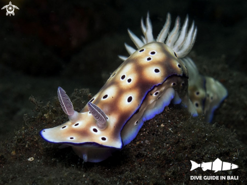 A Hypselodoris tryoni