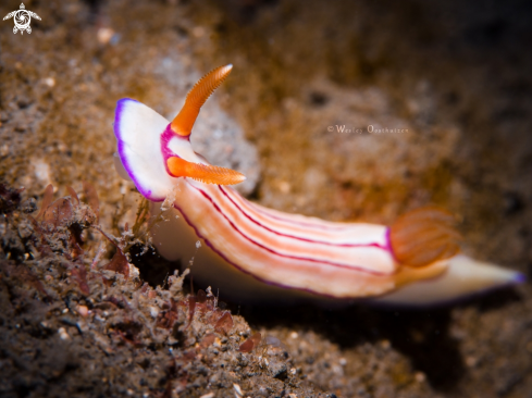 A Hypselodoris emma | Nudibranch