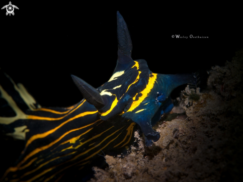 A Nudibranch