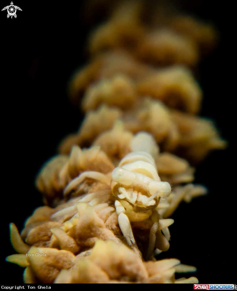 A Anker's whip coral shrimp