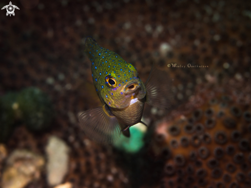 A Plectroglyphidodon lacrymatus | Jewel damselfish