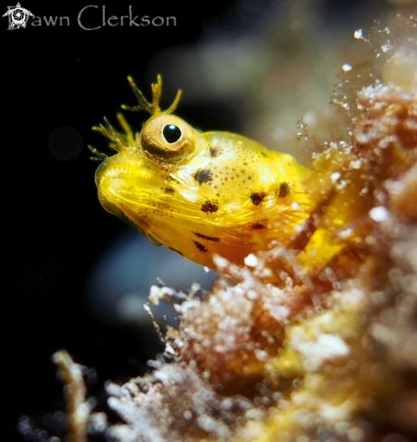 A Rough Head Blenny