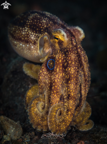 A Amphioctopus siamensis | Mototi Octopus