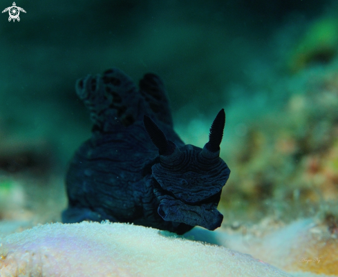 A Nembrotha milleri