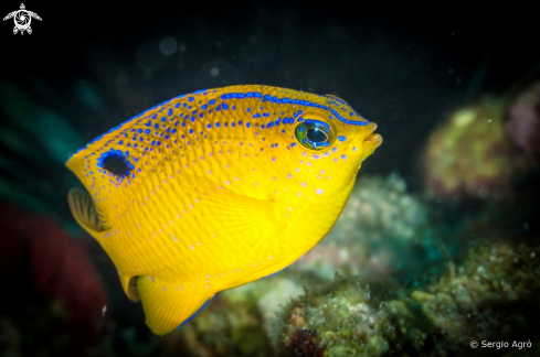 A Longfin Damselfish (Juvenile)