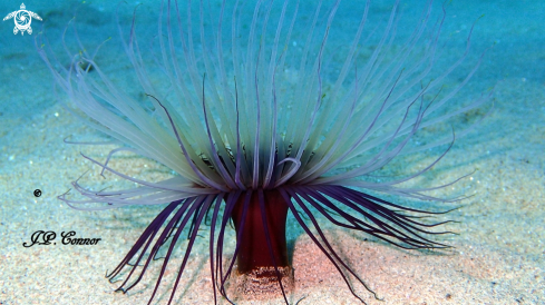 A Cylinder anemone