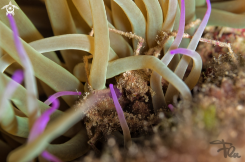 A Leach's spider crab