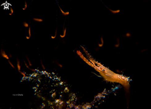 A Leander plumosus | Donald Duck Shrimp