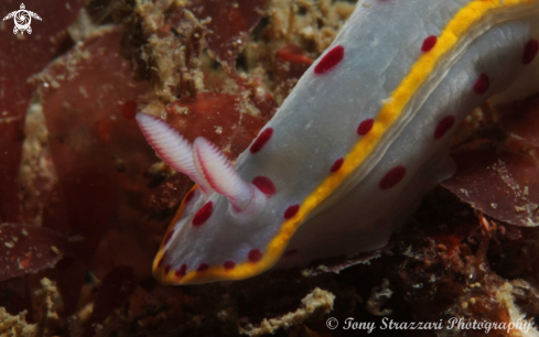 A Bennett's Hypselodoris