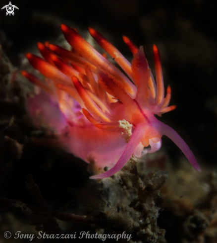 A Flabellina rubrolineata | Flabellina rubrolineata