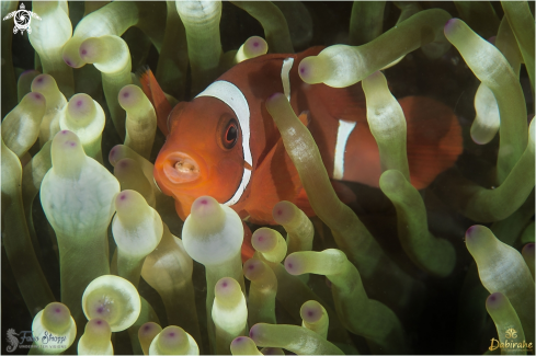 A Clownfish