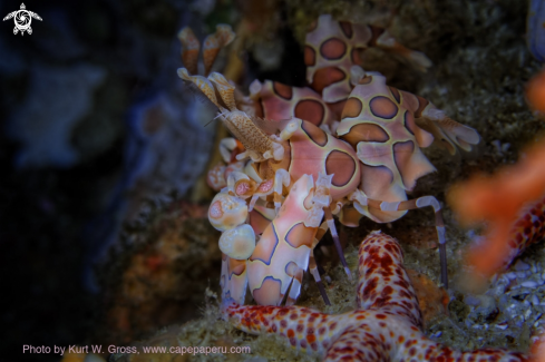 A Harlequin shrimp