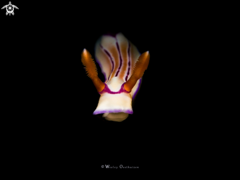 A Hypselodoris emma | Nudibranch