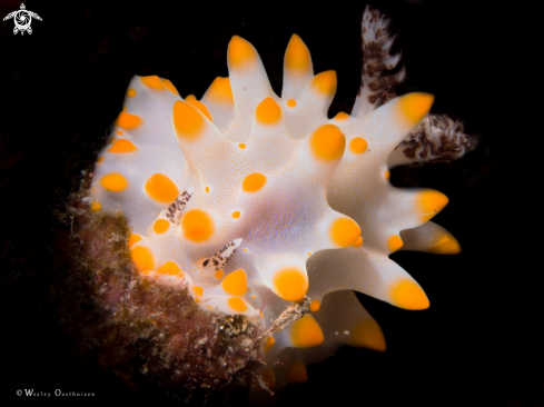 A Halgerda carlsoni | Nudibranch