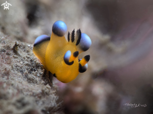 A Nudibranch