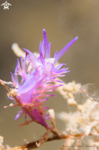 A Flabellina Affinis | Flabellina 