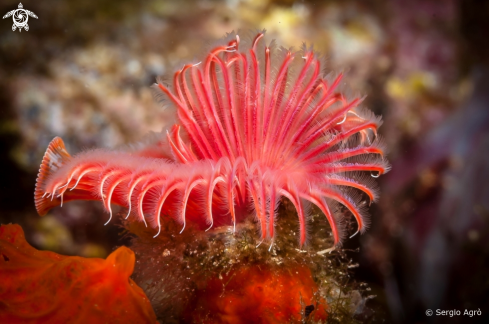 A Serpula vermicularis | Serpula