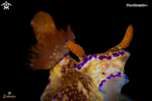 A nudibranch | cerasoma tenue