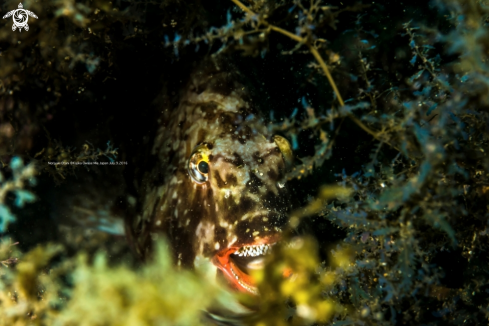 A White-spotted parrotfish