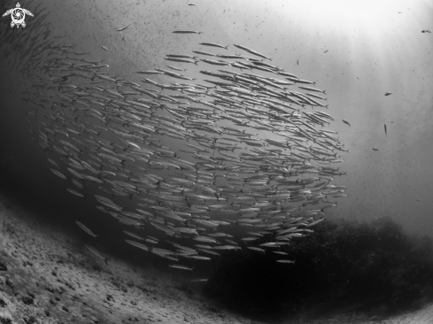 A Sphyraena qenie | Chevron Barracuda