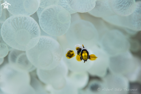 A Clark's anemonefish