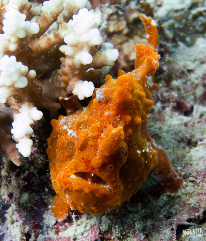 A Frog fish 