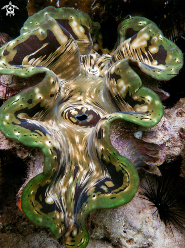 A Tridacna gigas  | Giant clam 