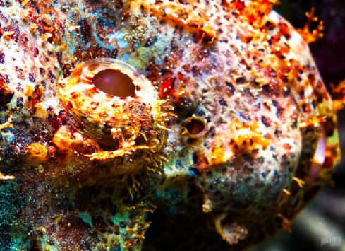 A Inimicus barbatus | Devil Scorpion fish 