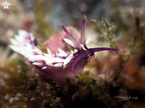 A Nudibranch