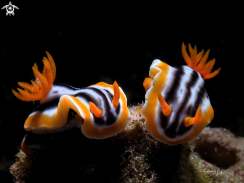 A Nudibranch