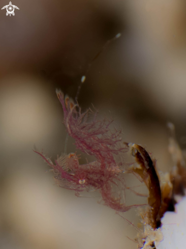 A Juvenile Hairy Shrimp