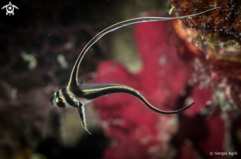 A Equetus punctatus | Spotted Drum Juvenile