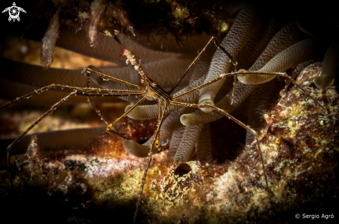 A Yellowline Arrow Crab