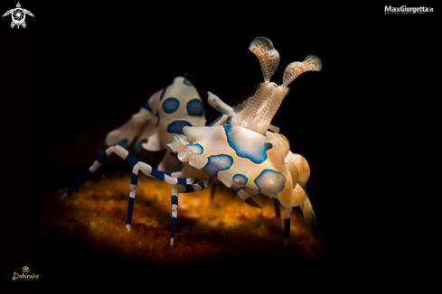 A arlequin shrimp