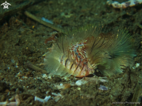 A Hermodice carunculata | Bearded Fireworm