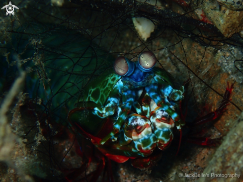 A Peacock Mantis Shrimp Odontodactylus scyllarus | Peacock Mantis Shrimp