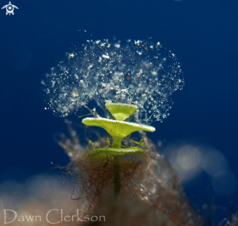 A Acetabularia calyculus | Mermaid's Wineglass