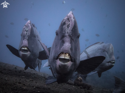 A Parrotfish