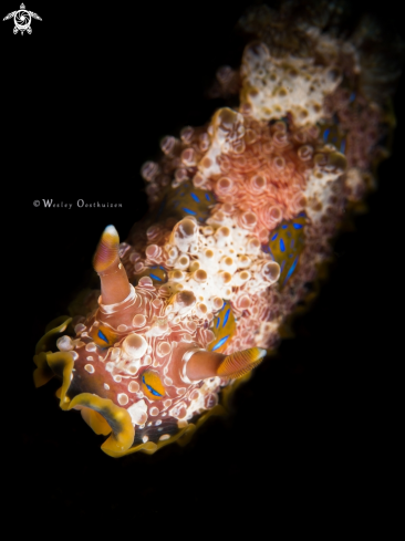 A Dendrodoris denisoni | Nudibranch