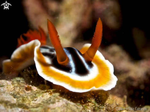 A Nudibranch