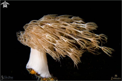 A Soft coral