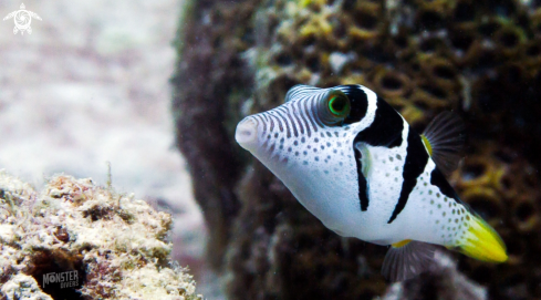 A Paraluteres prionurus | Mimic filefish 