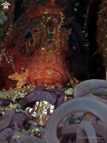 A Lissocarcinus orbicularis | Harlequin crab