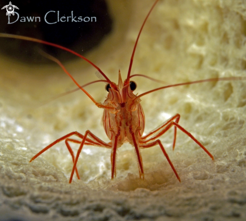 Peppermint Shrimp