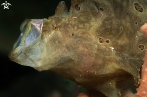 A Antennarius striatus | Frogfish