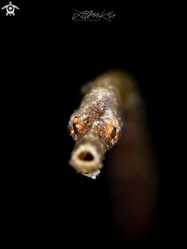 A Pipefish